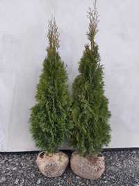 Tuja / Thuja / Żywotnik zachodni szmaragd okolo 120cm