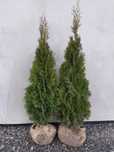 Tuja / Thuja / Żywotnik zachodni szmaragd okolo 150cm