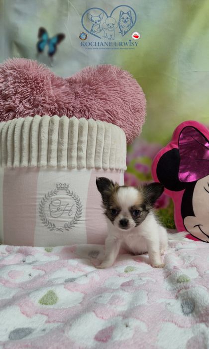 Mini xxs dziewczynka chihuahua długowłosa