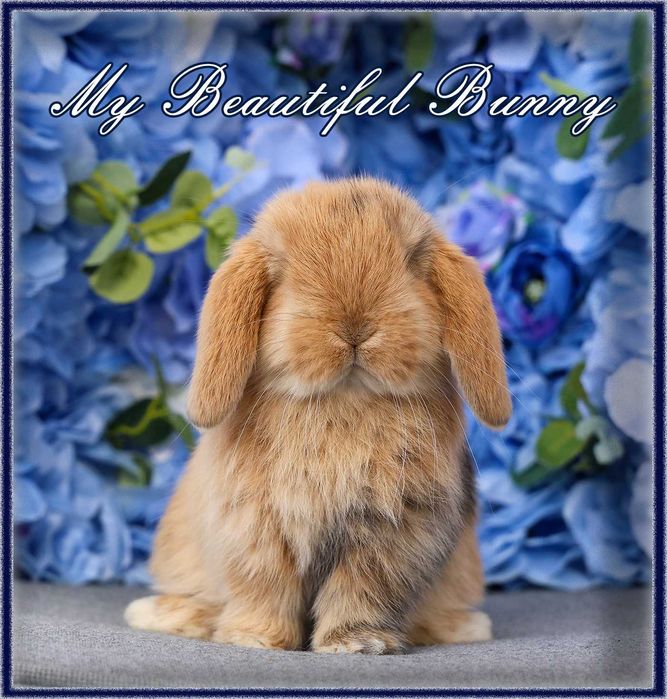 Piękny Króliczek Mini Lop - Orange