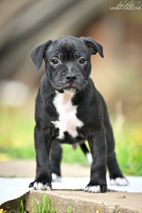 Дуже веселий і кумедний стаффі хлопчик