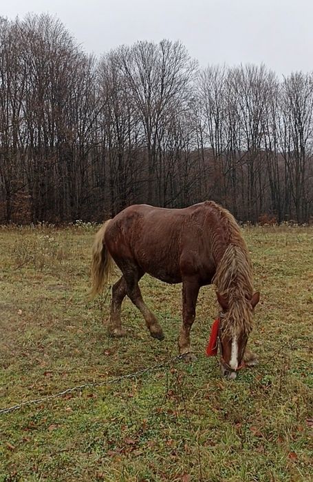 Продам. жеребця.