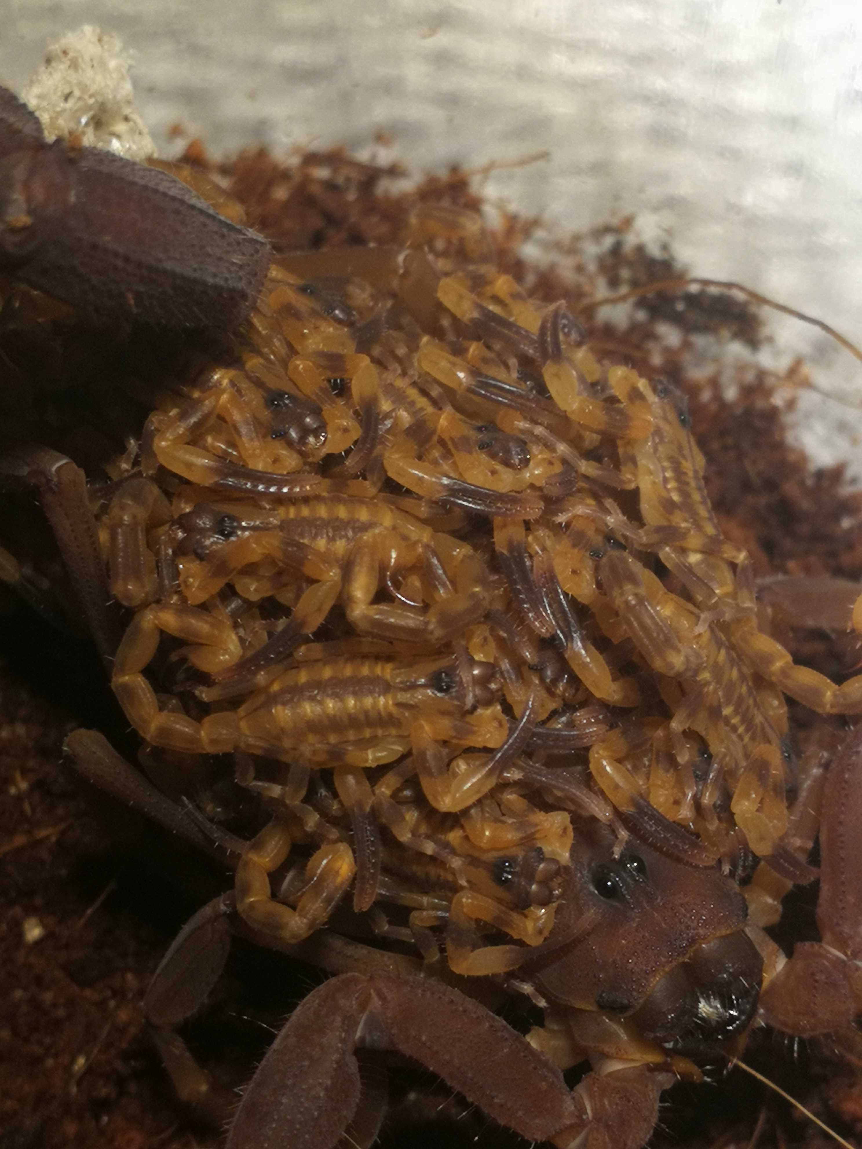 Skorpion, ptasznik Heterometrus/Babycurus/Chaerilus/Janalychas