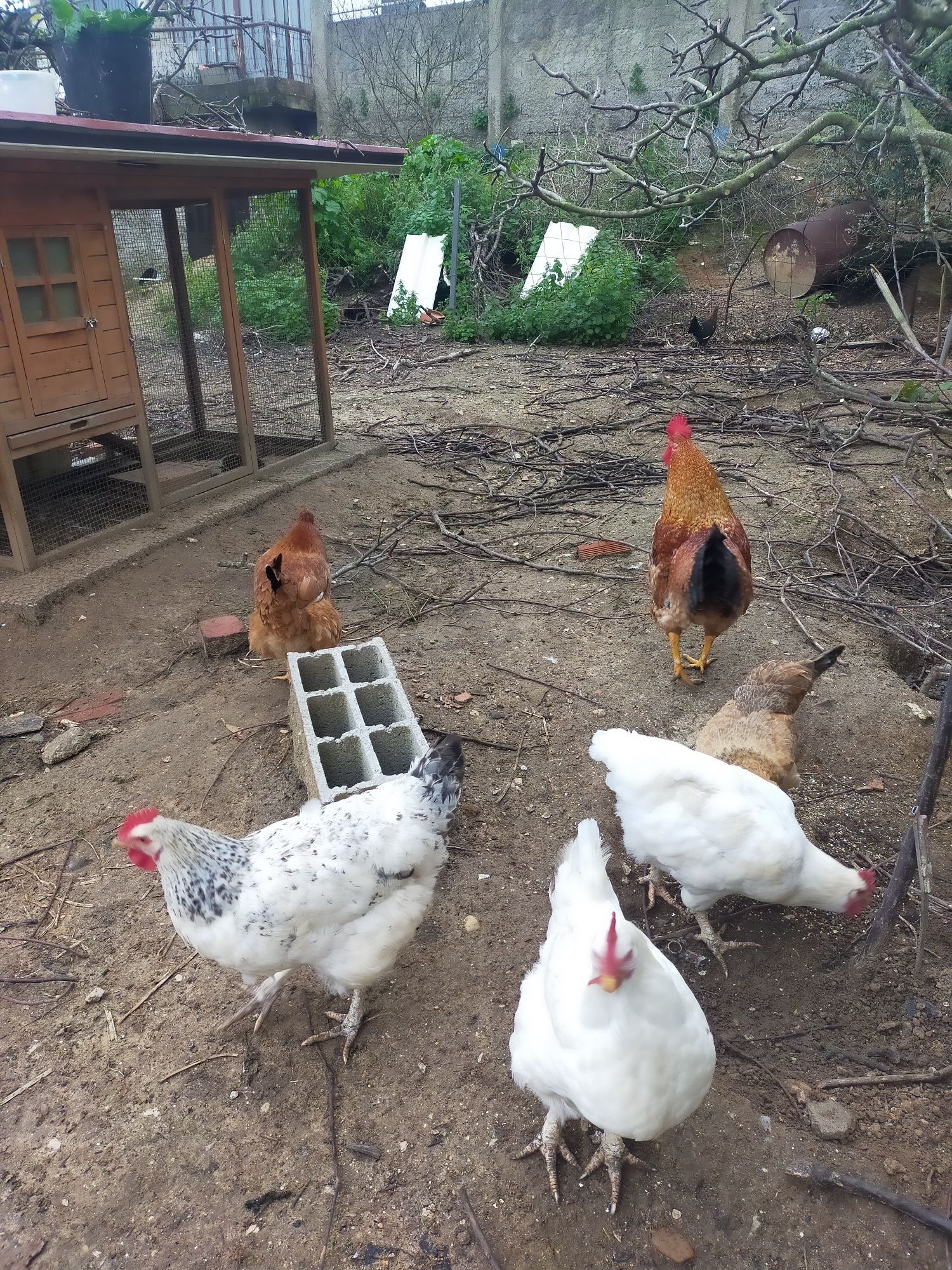 Vendo ovos galados