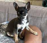 Piesek Chichuahua