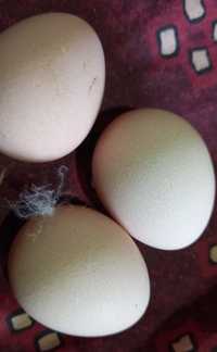 Ovos de fraca branco cinza , castanho e normal
