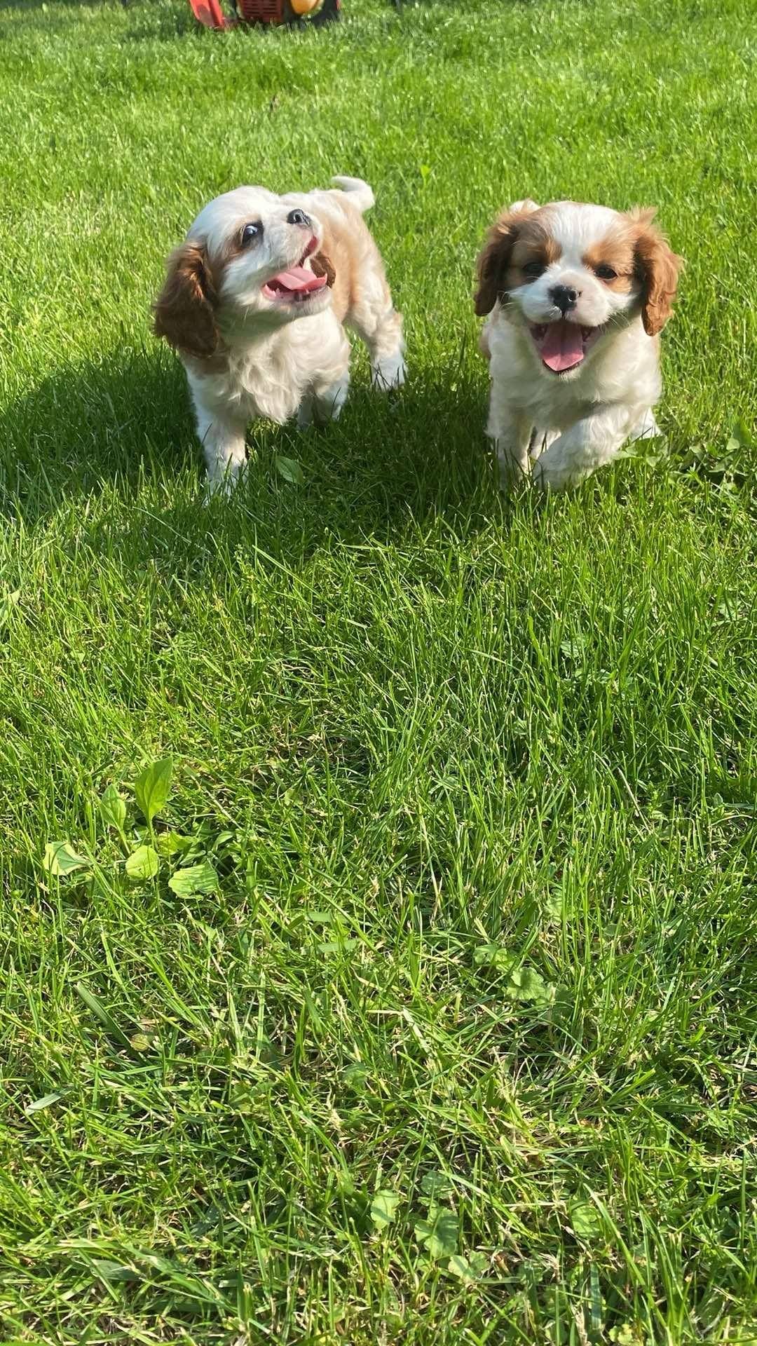 Cavalier King Charles Spaniel