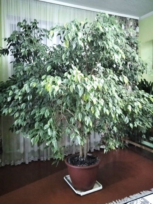 Фікус Бенджаміна (зелений)