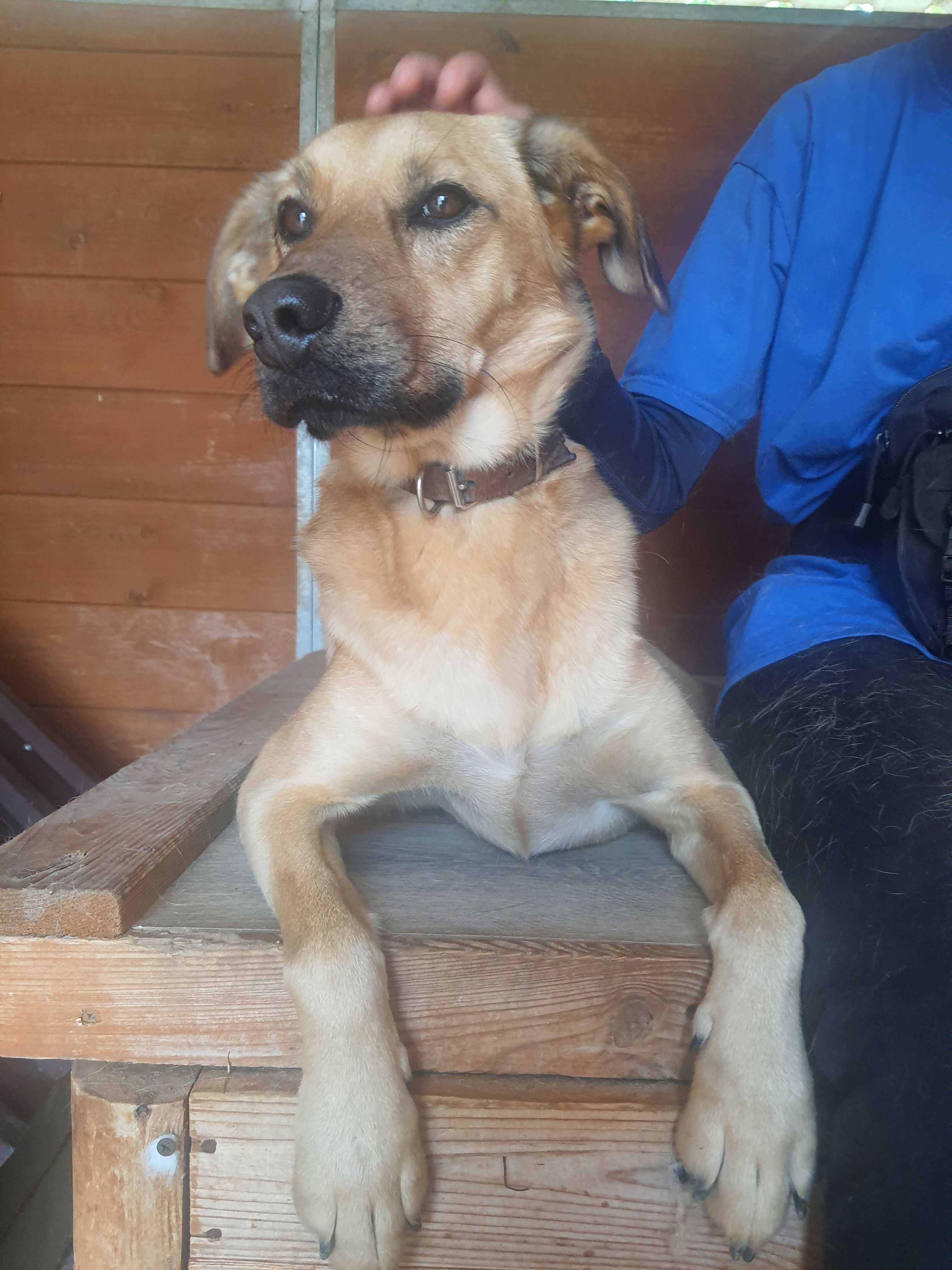 LOKI_wysoki, przystojny, cudowny_schronisko_Skierniewice