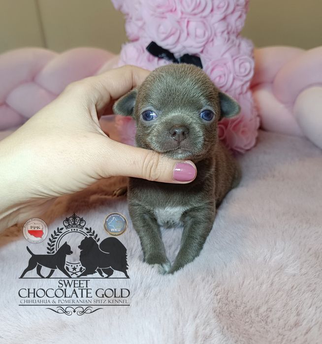 Rezerwacja chihuahua krótkowłosa sunia liliowa śliczna badania DNA, ro