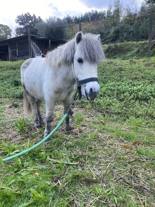 Ponei 7 anos engatado