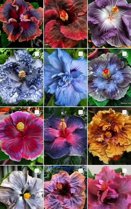 Излишки моих Гибискусов