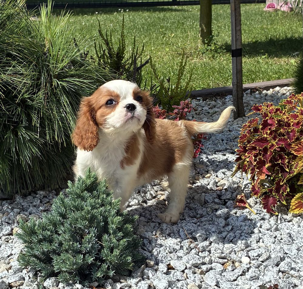 Cavalier King Charles Spaniel