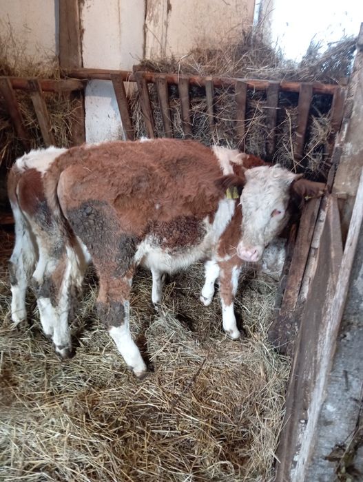Jałówki idealne na matke