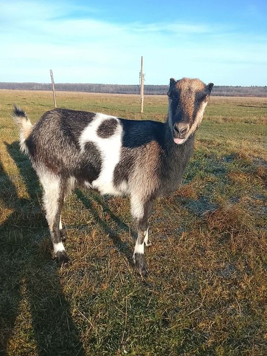 Продаю козу на тримання