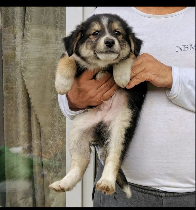 Цуцик, безкоштовно