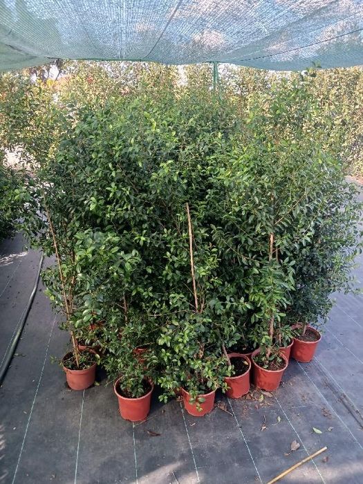 Eugenias para sebes ultimas unidades  a partir  2,90€