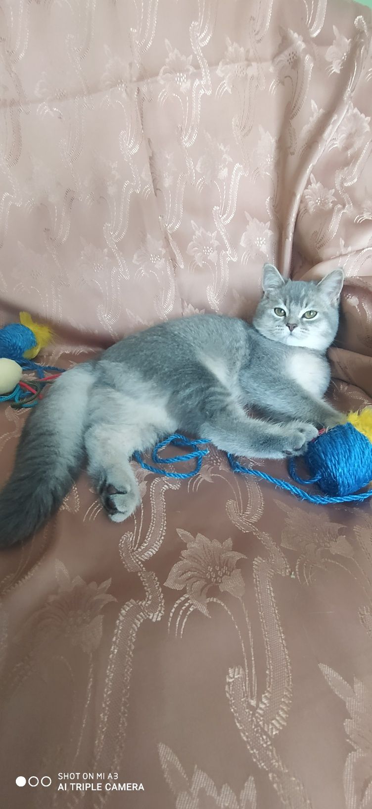 Кіт  запрошує на в'язку .