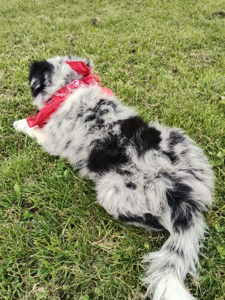 Border collie chłopiec Blue -merle nr 1/GOTOWY DO ODBIORU/genetyka