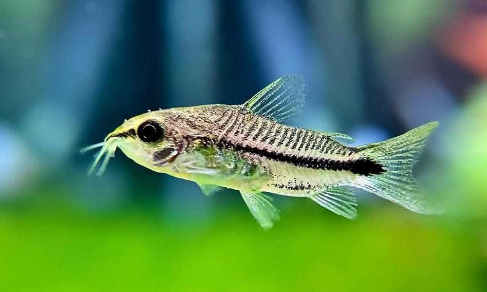 Kirysek pigmej - Kirys karłowaty - Corydoras pygmaeus - dowóz, wysyłka