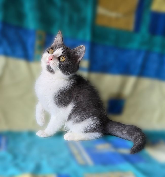 Котик британець блакитний з білим