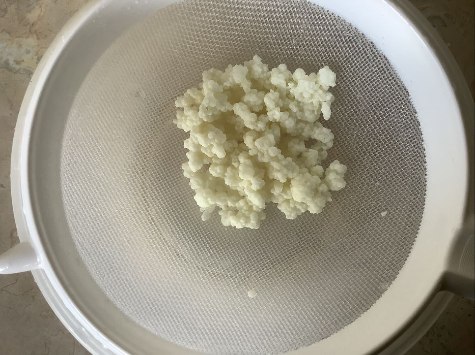 Тибетский молочный гриб