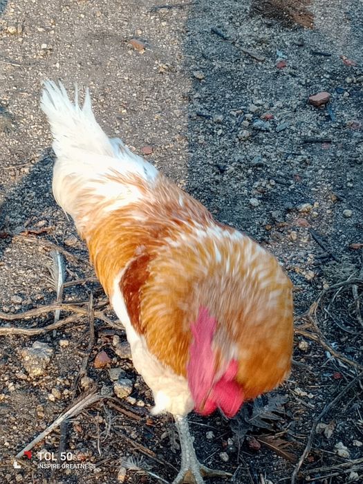Galo grande 20€ retirar na lameira Rêgo