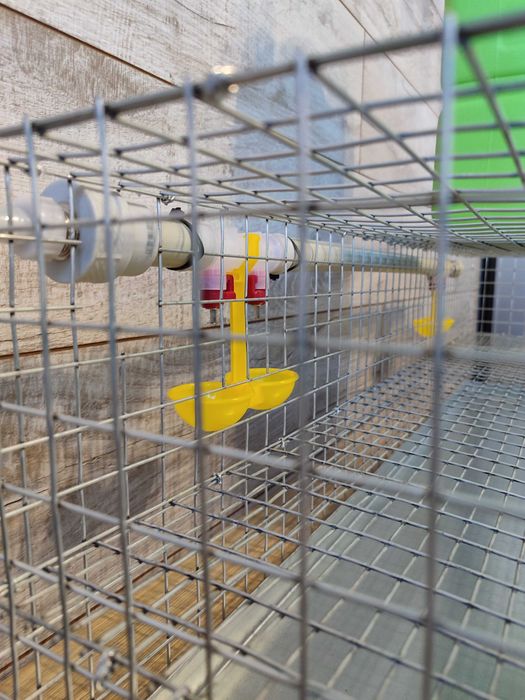 Клітка для перепелів