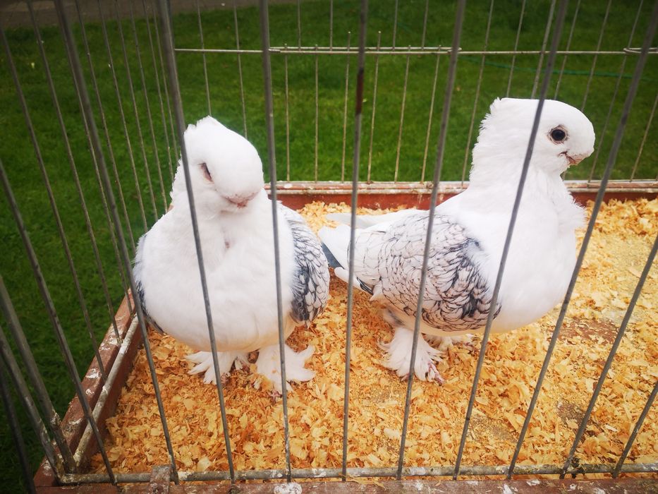 Mewki Orientalne Satynety