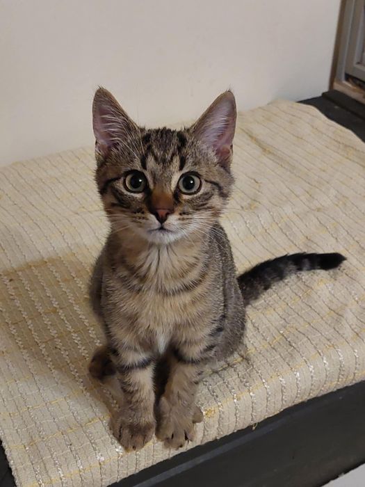 Wyjątkowy pręgowany kocurek