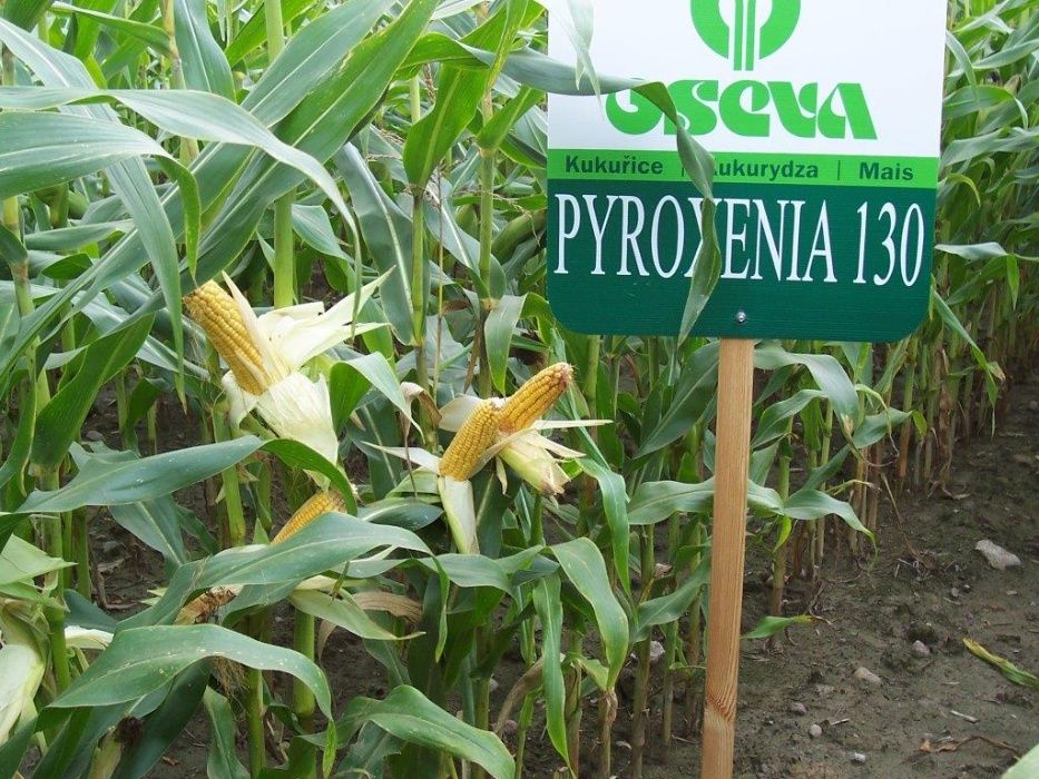 Nasiona kukurydzy Pyroxenia kiszonka ziarno FAO 130 (80 tys. nasion)