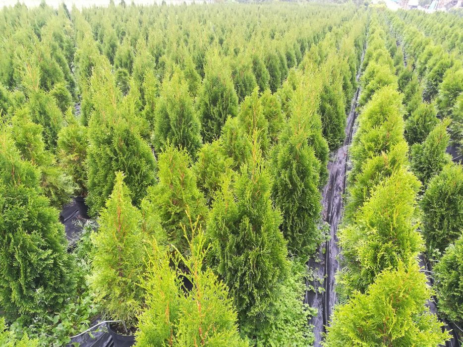 Tuja Szmaragd 200 cm. Occidentalis, żywotnik zachodni WYSOKIE TUJE