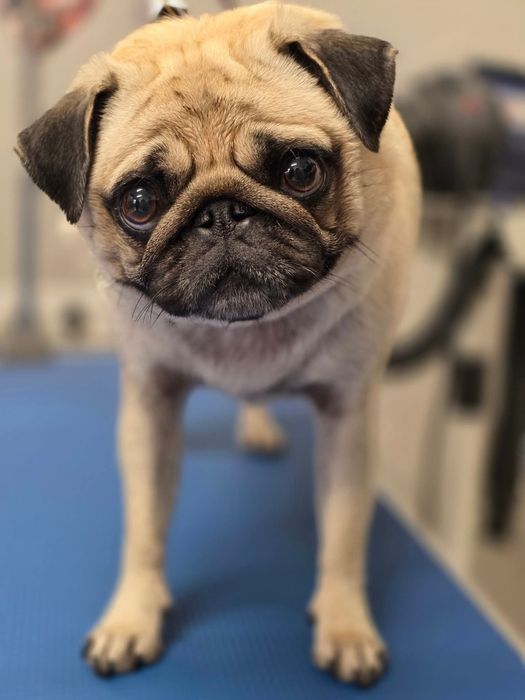 kurs groomingu strzyżenie psów Bytom centrum Pusia