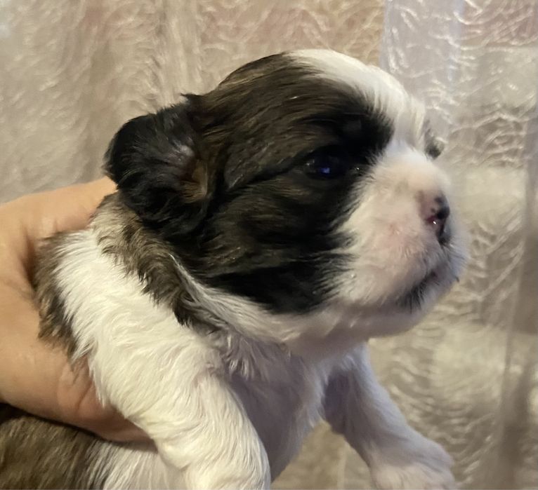 Дівчатка та хлопчики ши тцу, документи ККУ