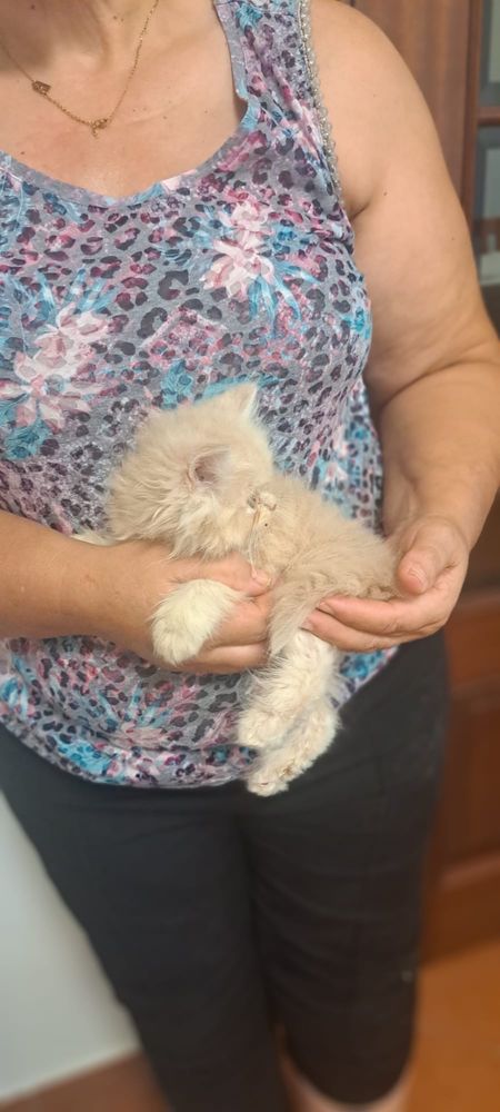 Gatinho persa lindo amarlinho