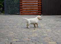 Szczeniak labrador
