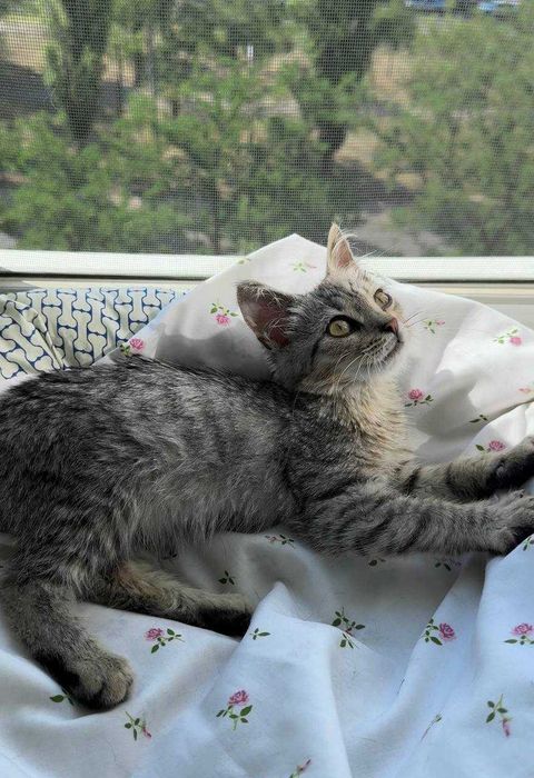 Кошечка нуждается в семье и доме