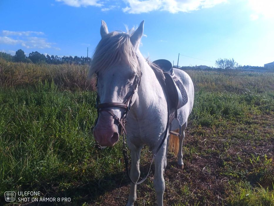 Vendo cavalo bem montado