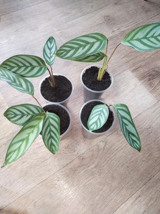 Ктенанта, калатея