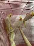 Caturras ( Loja Profissional )