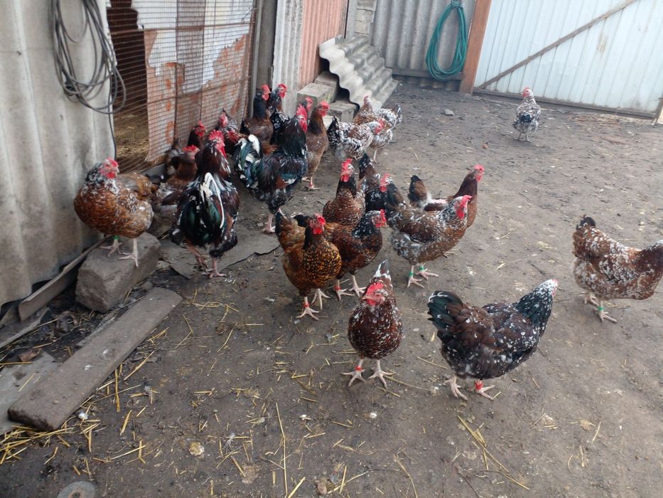 Куры ливенские ситцевые