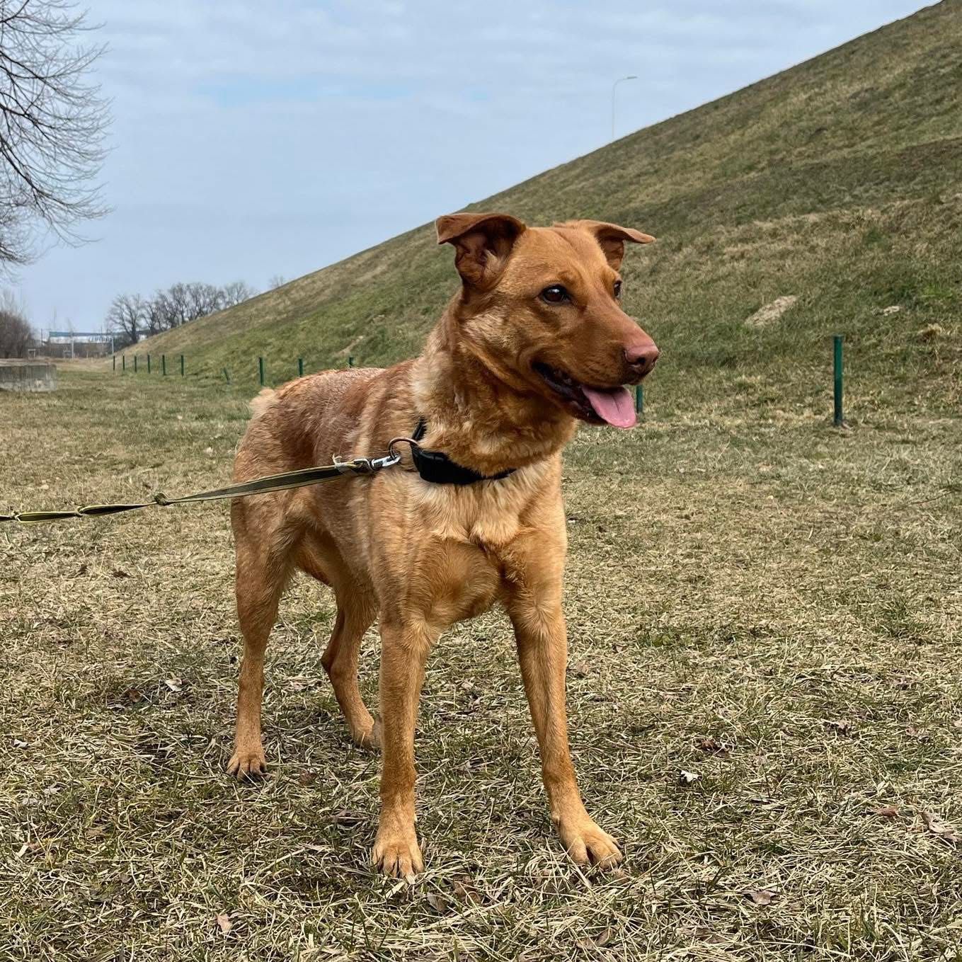 Urocza, delikatna Sara do adopcji