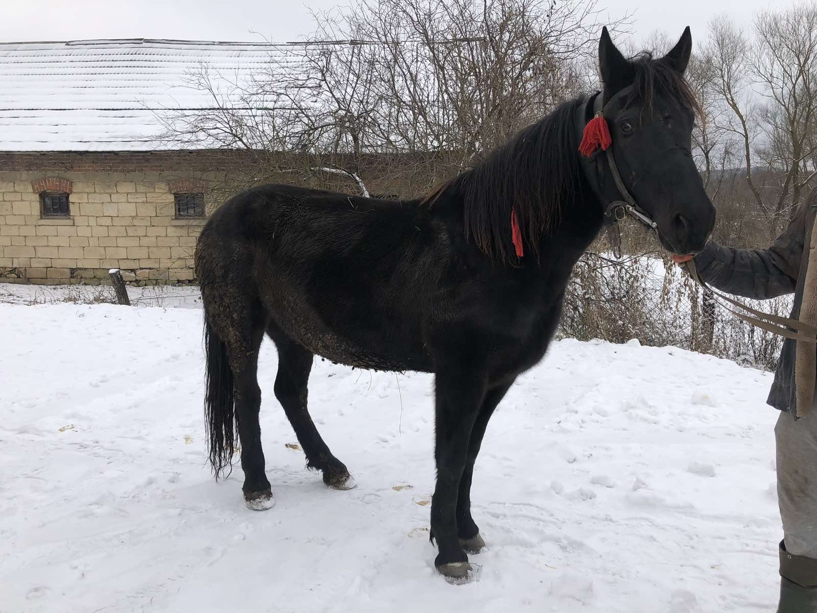 Продається кобила!