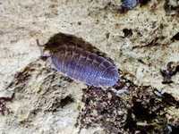 Porcellio spatulatus Isopody/łatwe/ekipa sprzątająca