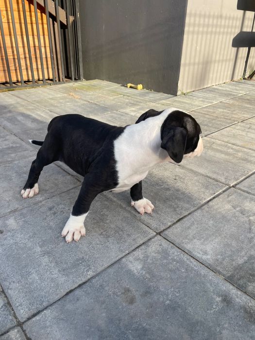 Amstaff Szczeniak Suczka Czarno-Biała / American Staffordshire Terrier