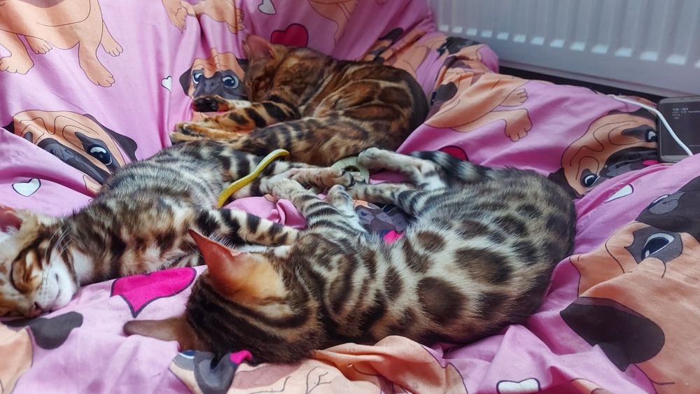 Бенгалята з розплідника. WCF системи