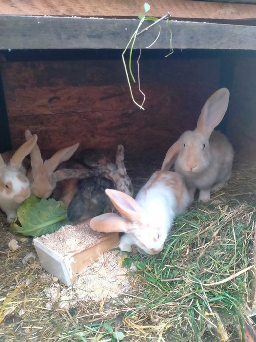 Króliki do hodowli lub tuszki