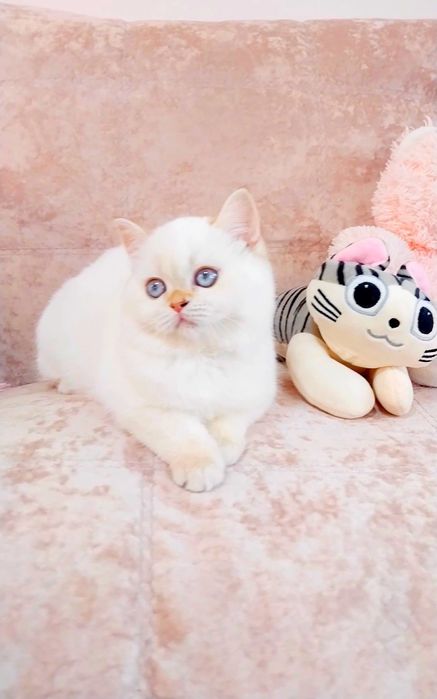 Чарівна манюня шотландська шиншилка