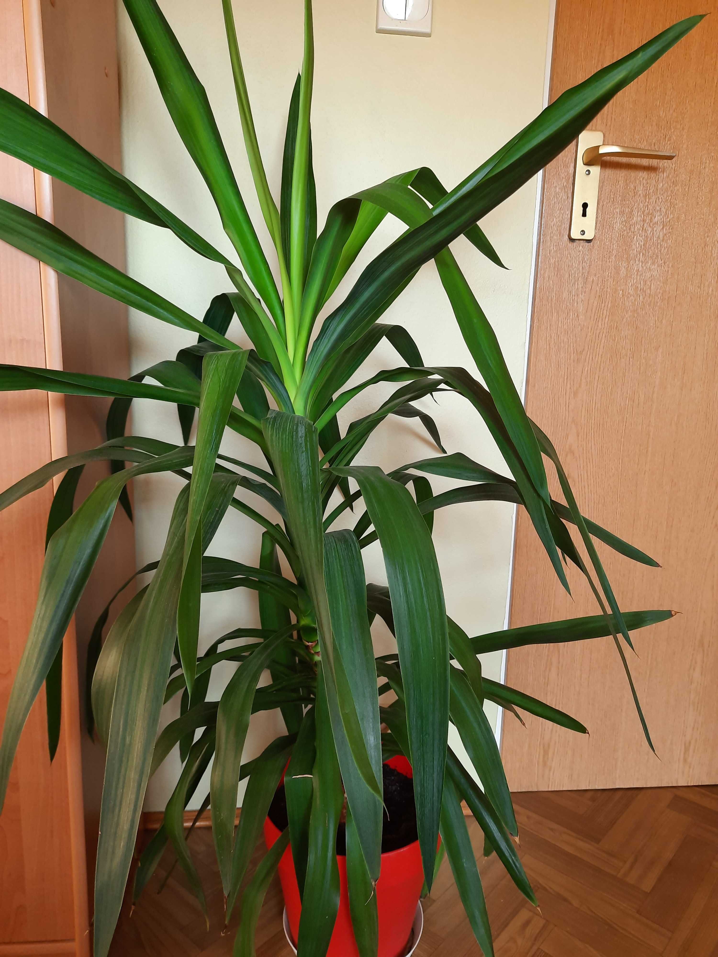 Kwiat doniczkowy dracena , kaktus grubosz, juka