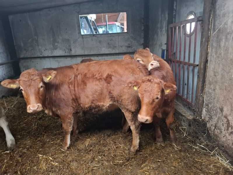 Jałówki Limousine cielne